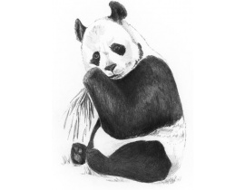 Szkicowanie A5 Panda