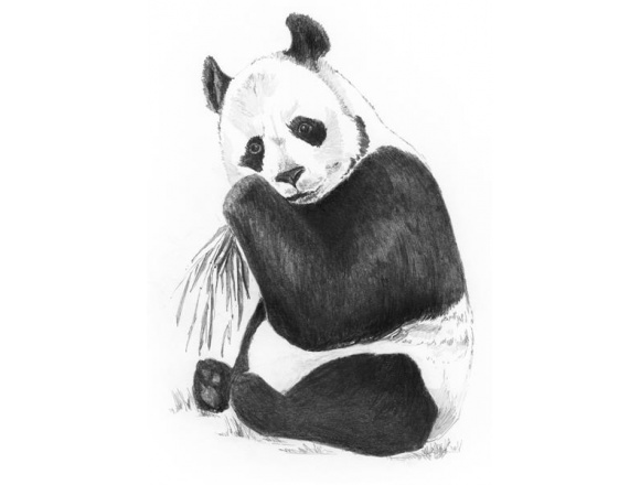 Szkicowanie A5 Panda